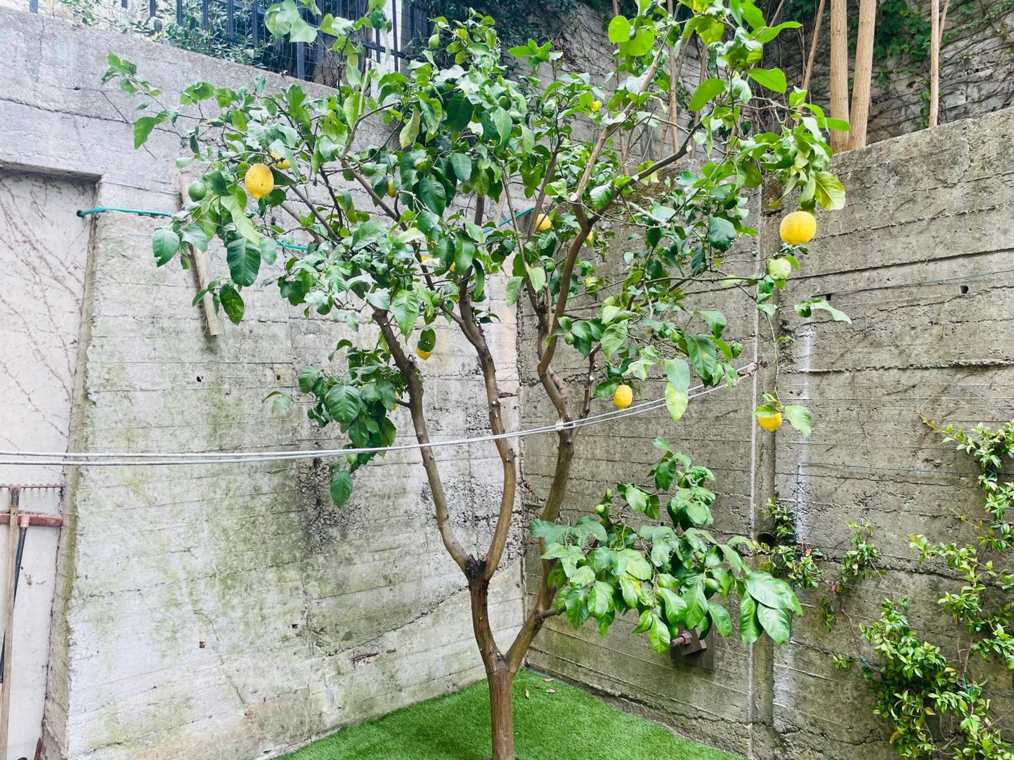 Lemon Tree Resort - Freeparking - Garden Genova Esterno foto